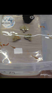 Vexion Guppy | B2 | RIQINGZHAOCAIYU Brand | PREMIUM MICRO FISH FOOD 50G | Fry Food for Guppy Betta Tetra & Small Tropical Fish | Suitable For 1-2 Months Fry