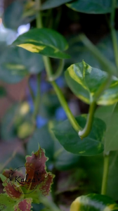 GAMIS ANAK SET JILBAB BAJU MUSLIM KIDS FREE HIJAB INSTAN SIZE 23456789 TAHUN KALEA ASOKA FLOWERS