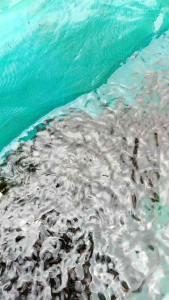 paketan 50 Gurame soang ngguaci Berkwalitas +pakan