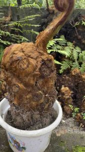 Cu li trồng kiểng (củ đã dâm ủ khoẻ)