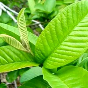 50pcs of fresh guava leaves {picked by order}