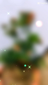 No.65Purple Podocarpus Bonsai Plant紫真趣罗汉松