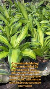 #วาสนาสกายไลน์ต้นใหญ่ #ต้นวาสนาสกายไลน์ ต้นวาสนามหาเศรษฐี วาสนา ... #ต้นวาสนาสกายไลน์ #ไม้มงคลวาสนามหาเศรษฐี ขนาดกระถาง 6-8นิ้ว พร้อมกระถาง เหมาะสำหรับสะสมและตกแต่งสวนภายนอก #ต้นวาสนา แค่ชื่อก็มงคลสุดๆ แล้ว ถ้าบ้านใดมีต้นวาสนา จะทำให้มีความสุข สมหวั