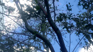 Kayu Ular Papua obat diabetes Malaria Kolesterol dll