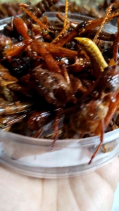 GORENGAN WALANG BESAR TOPLES NASTAR