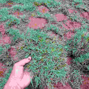 RUMPUT JEPANG 1 PCS RUMPUT JEPANG PEKING UNTUK TAMAN RUMPUT HIDUP ASLI