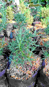 Tanaman Rosmeri: Bibit Tanaman Bumbu Masak Rosmari