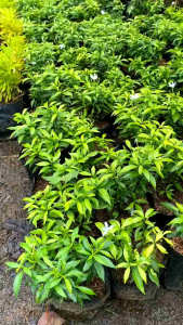 tanaman hias perdu rembosa mini golden tanaman taman rumah