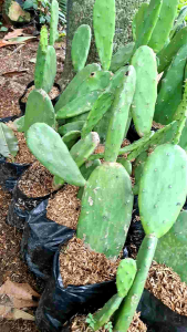 tanaman hias hidup kaktus mickey mouse atau caktus centong