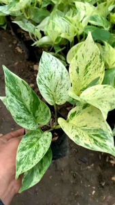 Tanaman Media Air Sri Gading & Varigata Epipremnun Marbel