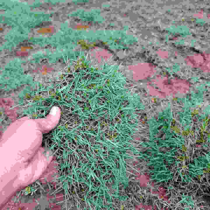 PROMO 1 Pcs / 1 Lempeng rumput jepang atau peking untuk rumput hidup asli taman atau makam