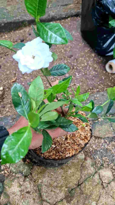 tanaman melati kaca piring pecah piring pohon bunga melati