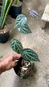 tanaman obat herbal sirih merah tanaman merambat