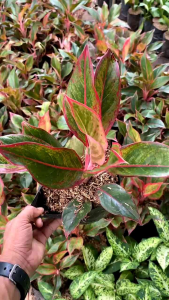 BISA COD tanaman hias aglonema lipstick aglo lipstik tanaman indoor