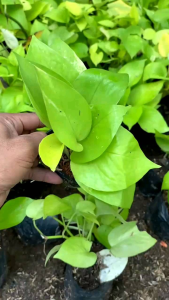 Tanaman Media Air: Epipremnum Neon Sri Gading