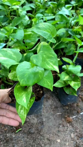 tanaman hias srigading tanaman media air epipremnum marbel golden COD bayar di tempat sri gading