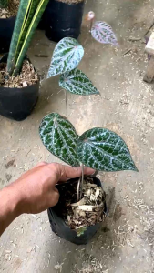 BISA COD tanaman herbal sirih merah tanaman merambat