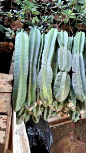 Kaktus Koboi Isi 3 Batang & Kaktus Belimbing Cowboy: Tanaman Dekorasi Indoor