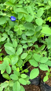 Tanaman Bunga Telang & Kesehatan