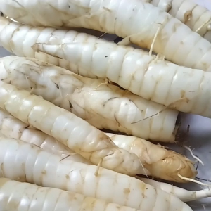 Jual Ubi Garut Segar & Sagu 1 Kg: Produk Lokal Indonesia