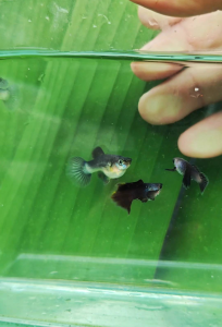 Mini Panda Short Body Guppy