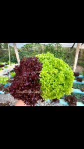 เมล็ดกรีนคอรอล เรดคอรอล