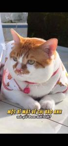 (Nguyên seal 1kg) Hạt Kings Pet siêu topping hỗ trợ giảm tiêu búi lông tiết niệu cho mèo