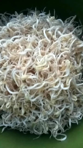 budidaya toge