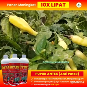 Pupuk antek spesial 1 liter anti Patek anti daun keriting