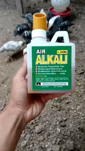 Air Alkali + Jamu Untuk Ayam Meningkatkan Pencernaan dan Kesehatan Hewan 500ml