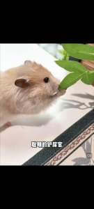 Bucatstate Hamster Snack Gift Set