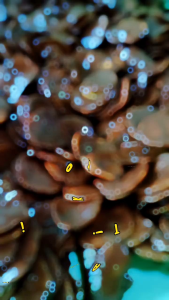 Snack Cemilan Keripik Pisang Coklat Lumer 100gram