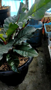 Anthurium hokeri black varigata induk
