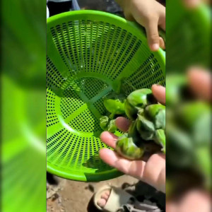 150 BIJI BENIH TERONG BULAT HIJAU MINYAK F1 (KEMASAN REPACK)