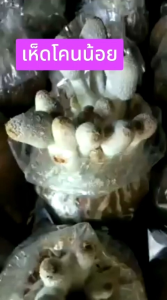 เห็ดโคนน้อย 30 ก้อนดอกสวยขาวอวบเนื้อแน่นๆดอกใหญ่