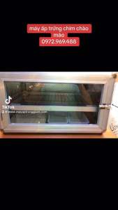 Máy ấp trứng chim chào mào