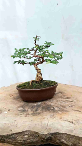 bonsai pohon serut/mame