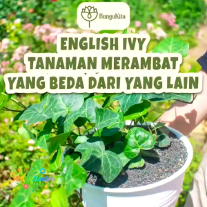 10 BUTIR BIJI/BENIH TANAMAN RAMBAT ENGLISH IVY