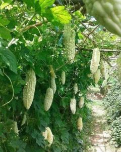 เมล็ดมะระขาวใต้หวัน 10 เมล็ด ไม่ขมมาก กินอร่อย ปลูกง่าย ให้ผลผลิตรไว