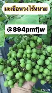 มะเขือพวงไร้หนาม 100-120 เมล็ด โปร 2 ซองแถม 1 ซอง