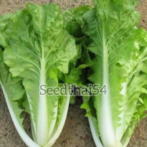 string(65)="เมล็ดผักกาดขาวใหญ่ (3500 เมล็ด) - 3 ซอง - 1 ซอง - โปรซื้อ