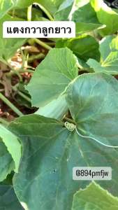 เมล็ดแตงกวาอาร์เมเนีย หรือแตงกวางู 50-60 เมล็ด โปรซื้อ 3ซองแถม 1ซอง