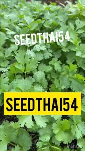 เมล็ดผักชีไทย 300-400 เมล็ด