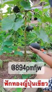 เมล็ดฟักทองญี่ปุ่นเขียว20-25เมล็ด ฟักทองญี่ปุ่น ฟักทองญี่ปุ่นเขียว ฟักทองญี่ปุ่น ราคา - Lazada