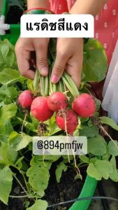 เมล็ดแรดิชแดง ปลูกง่ายโตเร็ว เมล็ดหัวผักกาด หัวผักกาดฝรั่ง หัวผักกาดแดง Radish Seed