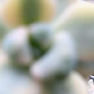 Graptoveria Titubans variegated (ทิทูบันด่าง)ไม้อวบน้ำ น่ารักๆ กระถาง 2 นิ้ว