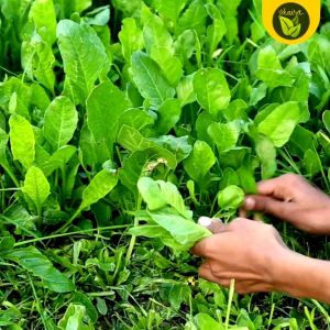 Binhi Green Spinach Leafy Vegetables Salad 30 Seeds Outdoor Garden Plant