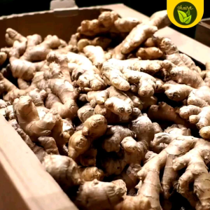 1 bulb seed for planting luya ginger herb