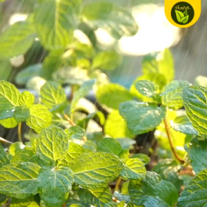 Mint Tea Aroma Plant Spearmint Mentha Spicata 20 Seeds