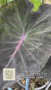 โคโลคาเซีย โรสที( Colocasia Rose Tea ) ไม้ประดับ ไม้ฟอกอากาศ ไม้มงคล ต้นไม้ บอนสี ไม้ด่าง จัดสวน ต้นไม้แต่งสวน ราคาถูก ถูกสุดๆ ต้นบอนหายาก ไม้ประดับหายาก
